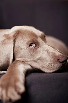 Weimaraner: Weimaraner puppy lying on a chair, portrait