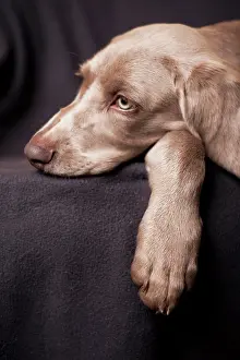 Weimaraner: Weimaraner puppy lying on a chair, portrait