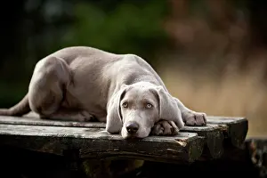 Weimaraner: Weimaraner puppy lying outside on a table