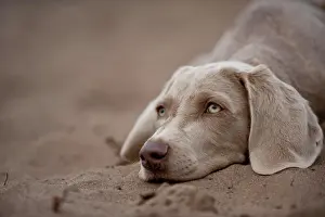 Weimaraner: Weimaraner puppy lying in the sand, portrait