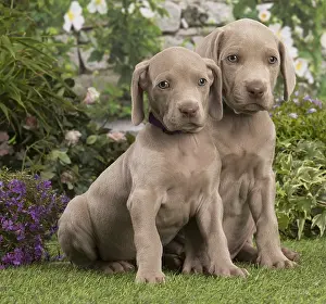 Weimaraners: Weimaraner puppy outdoors