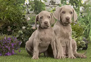 Weimaraners: Weimaraner puppy outdoors