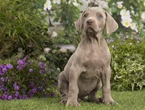 Weimaraners: Weimaraner puppy outdoors