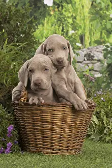 Weimaraners: Weimaraner puppy outdoors