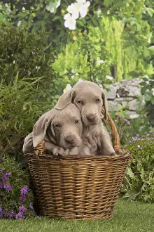 Weimaraners: Weimaraner puppy outdoors