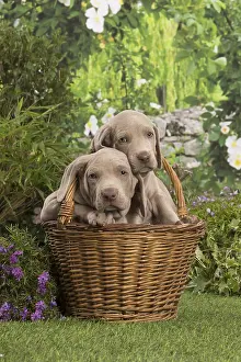 Weimaraners: Weimaraner puppy outdoors