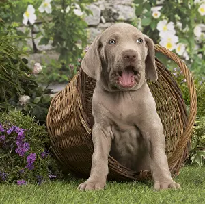 Weimaraners: Weimaraner puppy outdoors