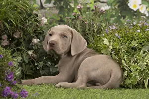 Weimaraners: Weimaraner puppy outdoors