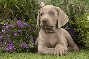 Weimaraners: Weimaraner puppy outdoors