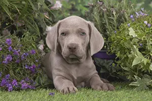 Weimaraners: Weimaraner puppy outdoors