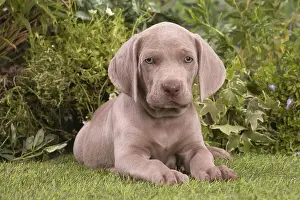 Weimaraners: Weimaraner puppy outdoors