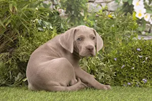 Weimaraners: Weimaraner puppy outdoors