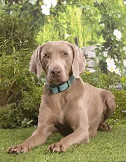 Weimaraners: Weimaraner puppy outdoors