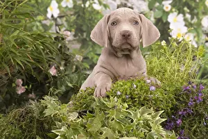 Weimaraners: Weimaraner puppy outdoors