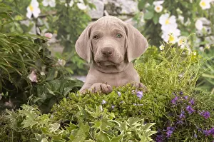 Weimaraners: Weimaraner puppy outdoors