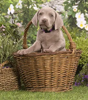 Weimaraners: Weimaraner puppy outdoors