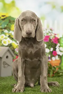 Weimaraner: Weimaraner puppy outdoors in the garden