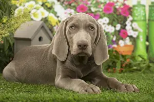 Weimaraner: Weimaraner puppy outdoors in the garden