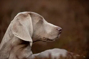 Weimaraner: Weimaraner puppy, portrait