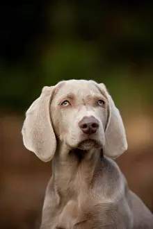 Weimaraner: Weimaraner puppy, portrait