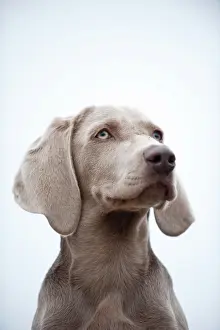 Weimaraner: Weimaraner puppy, portrait