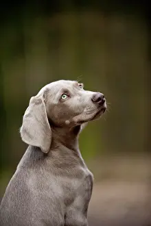 Weimaraner: Weimaraner puppy, portrait