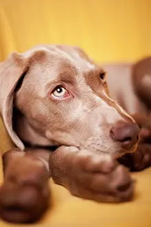 Weimaraner: Weimaraner puppy, portrait