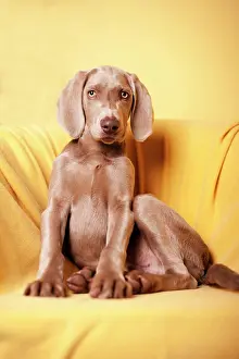 Weimaraner: Weimaraner puppy sitting on a chair