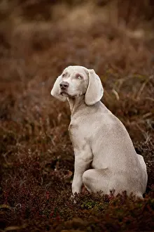 Weimaraner: Weimaraner puppy sitting in a meadow