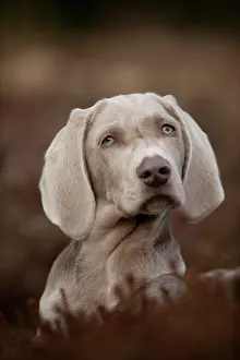 Weimaraner: Weimaraner puppy sitting in a meadow, portrait