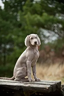 Weimaraner: Weimaraner puppy sitting outside on a table