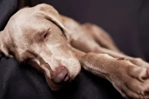 Weimaraner: Weimaraner puppy sleeping on a chair