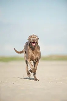 Weimaraner: Weimaraner running along a beach