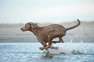 Weimaraner: Weimaraner running through water, Sankt Peter-Ording