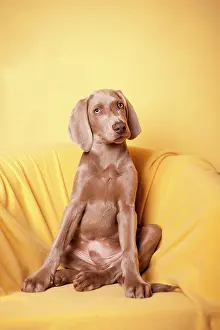Weimaraner: Weimaraner sitting in an armchair