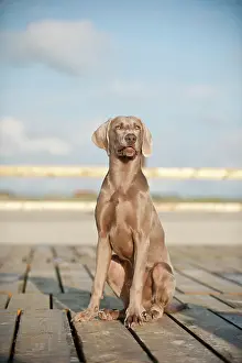 Weimaraner: Weimaraner sitting on a jetty