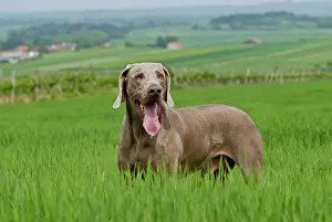 Weimaraner: Weimaraner standing on a meadow