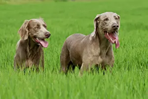 Weimaraners: Two Weimaraners, standing in grass