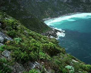 Flinders: Weirs Cove, Flinders Chase National Park, Kangaroo