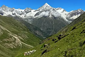 Hood: Weisshorn with snow cap over the Mattertal, T&, x4ce3;halp
