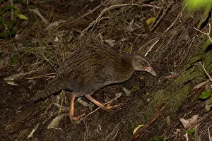 Teal: Weka - Foraging in bush along Teal Valley - near