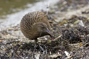 Gallirallus: Weka