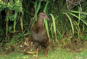 Gallirallus: WEKA - standing