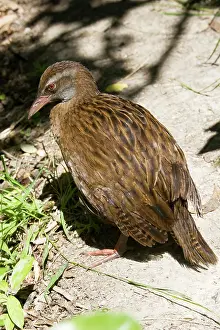 Gallirallus: Weka / Woodhen