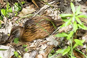 Gallirallus: Weka / Woodhen
