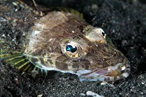 Hairball: Welander's Flathead during night dive
