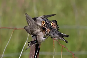 Nelson: Welcome Swallow - An adult feeding a chick on the