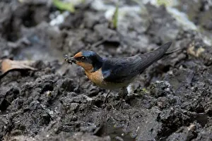 Hirundo: Welcome Swallow collecting nesting material Lake Eache