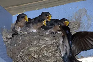 Swallows: Welcome Swallow Feeding Young