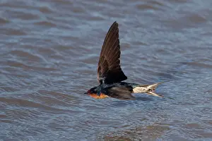 Incoming: Welcome Swallow - hawking for insects over the incoming tide